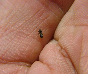 chinch bug in technician's hand