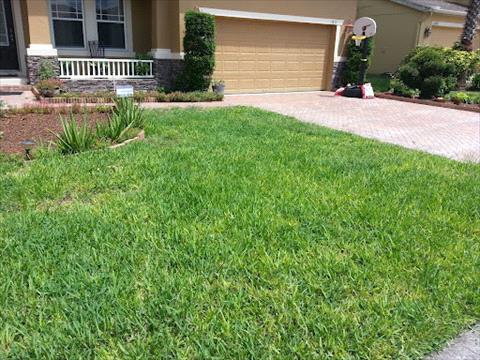 St.Augustinegrass