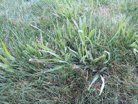 Paspalum