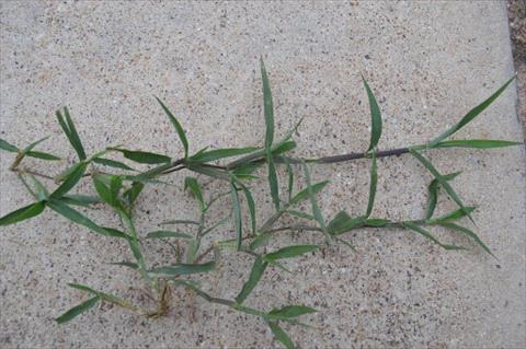 Bermudagrass